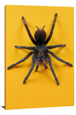 Spider with Yellow Background, 2020 - Canvas Wrap