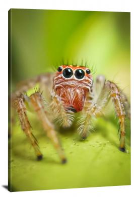 CW6862-insects-big-eyed-spider-00