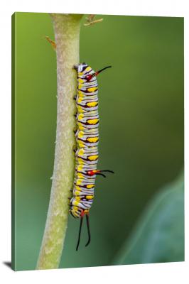 Caterpillar of the Plain Tiger Butterfly, 2021 - Canvas Wrap