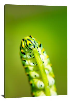 CW6865-insects-swallowtail-caterpillar-00
