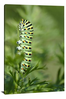 CW6866-insects-machaon-caterpillar-00
