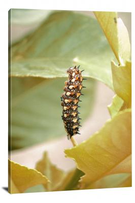 Spiky Caterpillar, 2020 - Canvas Wrap