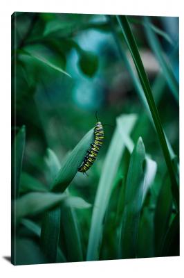 Caterpillar Climbing Green Plants, 2021 - Canvas Wrap