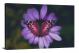 Purple Butterfly and Flower, 2020 - Canvas Wrap