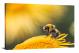 Closeup on a Bee, 2019 - Canvas Wrap