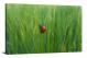 Ladybug in the Grass, 2017 - Canvas Wrap