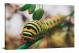Closeup of Caterpillars Face, 2019 - Canvas Wrap