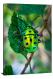 Green Spotted Beetle, 2020 - Canvas Wrap