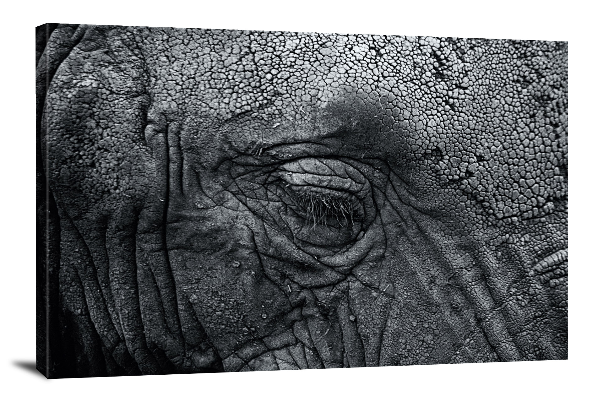 Elephant Wrinkles, 2018 - Canvas Wrap