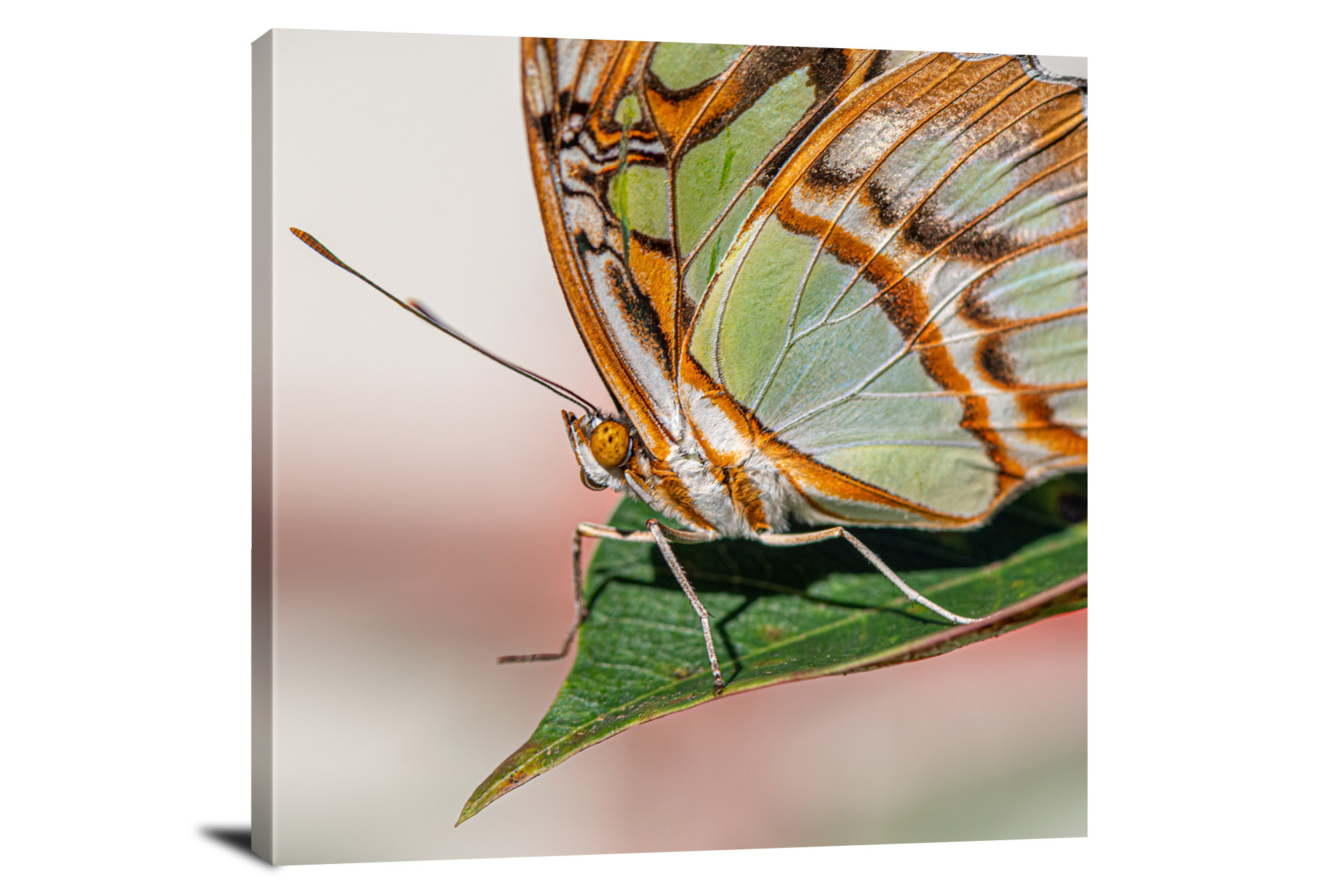 Zoomed Butterfly On Leaf, 2020 - Canvas Wrap