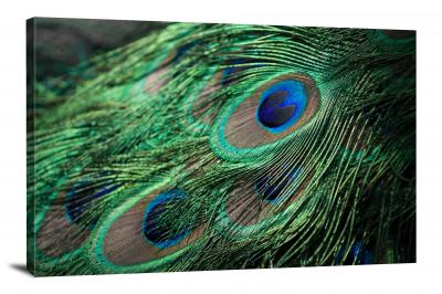 Peacock Feather, 2015 - Canvas Wrap