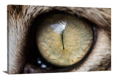 Closeup on Cats Eye, 2020 - Canvas Wrap