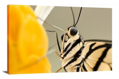 CW7031-macro-butterflys-underside-00
