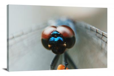 CW7033-macro-dragonfly-eyes-00