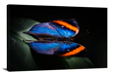 Studio Butterfly Macro, 2018 - Canvas Wrap