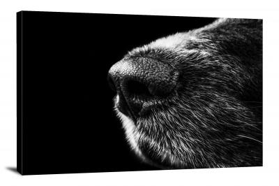 B&W Dog Snout, 2013 - Canvas Wrap