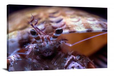 Closeup of a Crab, 2019 - Canvas Wrap