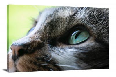 Blue Cat Eye, 2020 - Canvas Wrap