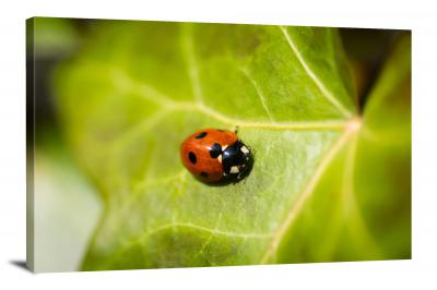 CW7045-macro-ladybug-zoom-00