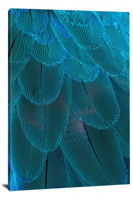 Blue and Gold Macaw Feathers, 2019 - Canvas Wrap