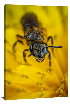 Bee Collecting Pollen, 2018 - Canvas Wrap