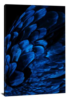 CW7048-macro-blue-plumage-00