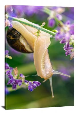CW7053-macro-snail-eating-lavender-00