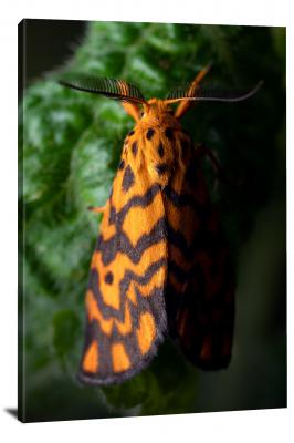 CW7054-macro-orange-moth-00