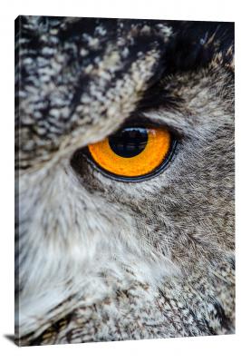 Owls Eye, 2016 - Canvas Wrap