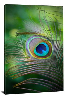 CW7056-macro-colorful-peacock-feather-00