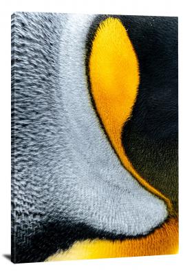 King Penguin Feather Closeup, 2020 - Canvas Wrap