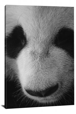 Panda Zoom, 2021 - Canvas Wrap