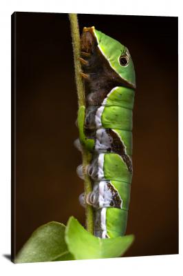 Papilio Polytes, 2022 - Canvas Wrap
