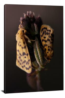 CW7061-macro-two-moths-on-a-flower-00