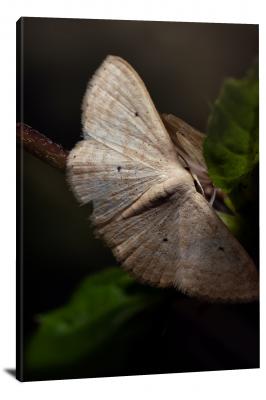 Moth on a Branch, 2022 - Canvas Wrap