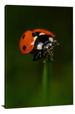 Macro of a Ladybug, 2020 - Canvas Wrap