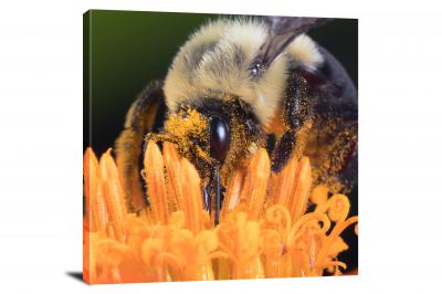 Macro Bee, 2017 - Canvas Wrap