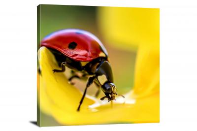 Ladybug Stopping for a Drink, 2019 - Canvas Wrap