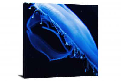 Macro Shot of Jellyfish, 2021 - Canvas Wrap