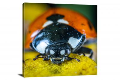 Macro Shot of a Ladybug, 2018 - Canvas Wrap