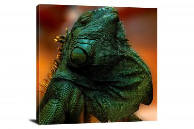 CW7080-macro-beautiful-basking-iguana-00