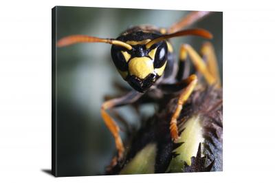 European Paper Wasp, 2009 - Canvas Wrap