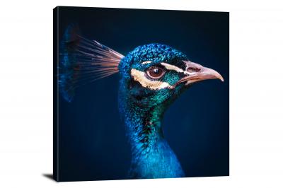Peacock Macro Portrait, 2019 - Canvas Wrap