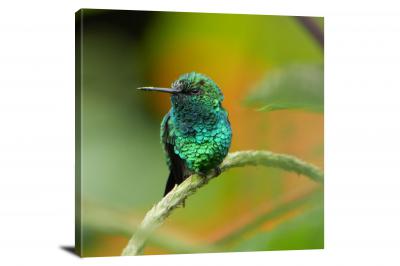 CW7094-macro-little-green-jewel-hummingbird-00