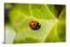 Ladybug Zoom, 2016 - Canvas Wrap