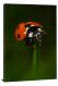 Macro of a Ladybug, 2020 - Canvas Wrap