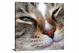 Cat Smile Macro, 2016 - Canvas Wrap