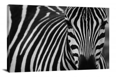 Closeup on a Zebra, 2017 - Canvas Wrap