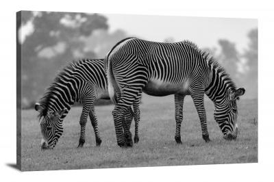 B&W Zebras, 2020 - Canvas Wrap