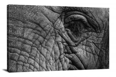 Closeup on an Elephant, 2019 - Canvas Wrap